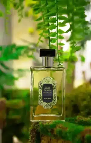 Parfum Thé Vert Gingembre – la Sultane de Saba
